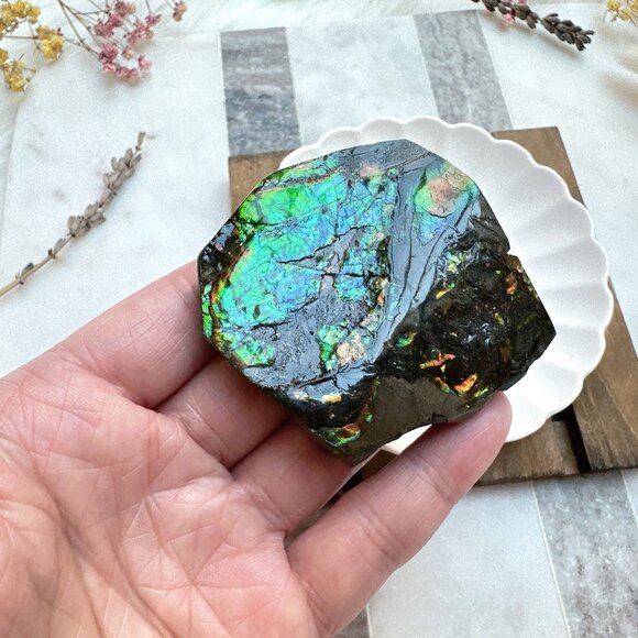 Gorgeous Canadian Ammolite Specimen - Picture 4 of 8